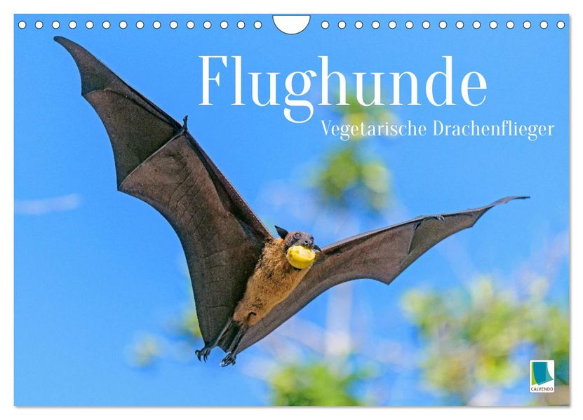 Flughunde: Vegetarische Drachenflieger (Wandkalender 2027 DIN A4 quer) CALVENDO Monatskalender