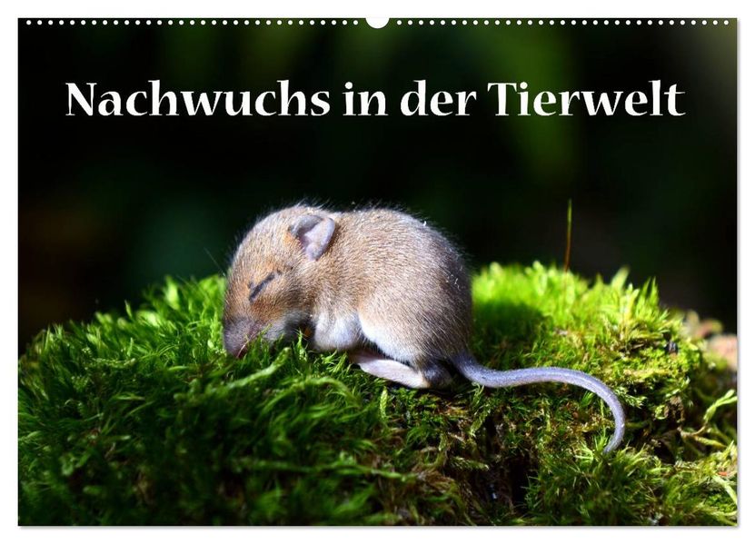 Nachwuchs in der Tierwelt (Wandkalender 2027 DIN A2 quer) CALVENDO Monatskalender