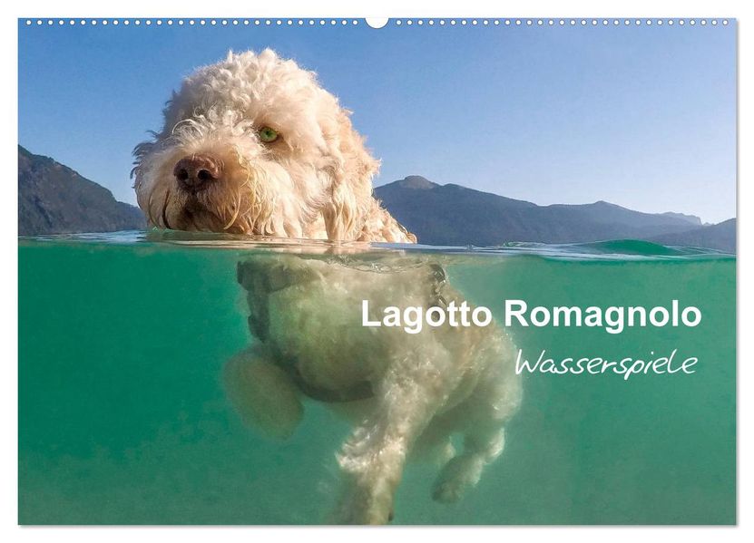 Lagotto Romagnolo - Wasserspiele (Wandkalender 2027 DIN A2 quer) CALVENDO Monatskalender