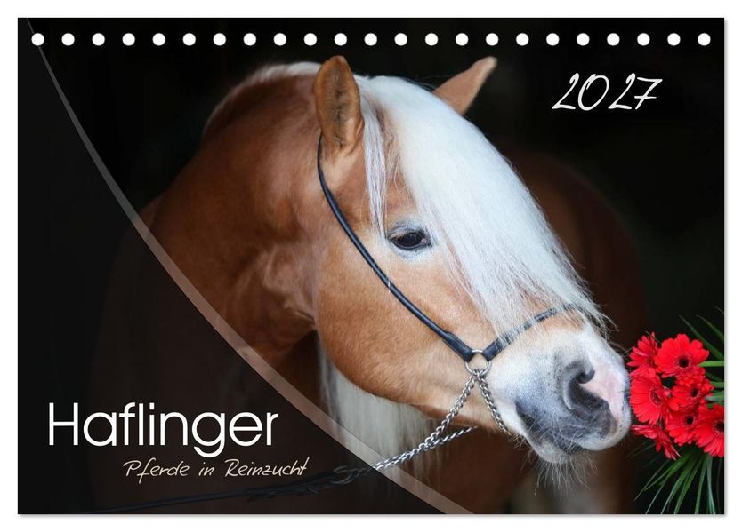 Haflinger-Pferde in Reinzucht (Tischkalender 2027 DIN A5 quer) CALVENDO Monatskalender