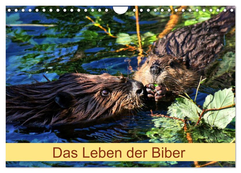 Das Leben der Biber (Wandkalender 2027 DIN A4 quer) CALVENDO Monatskalender