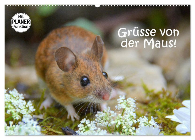Grüsse von der Maus! (Wandkalender 2027 DIN A2 quer) CALVENDO Monatskalender