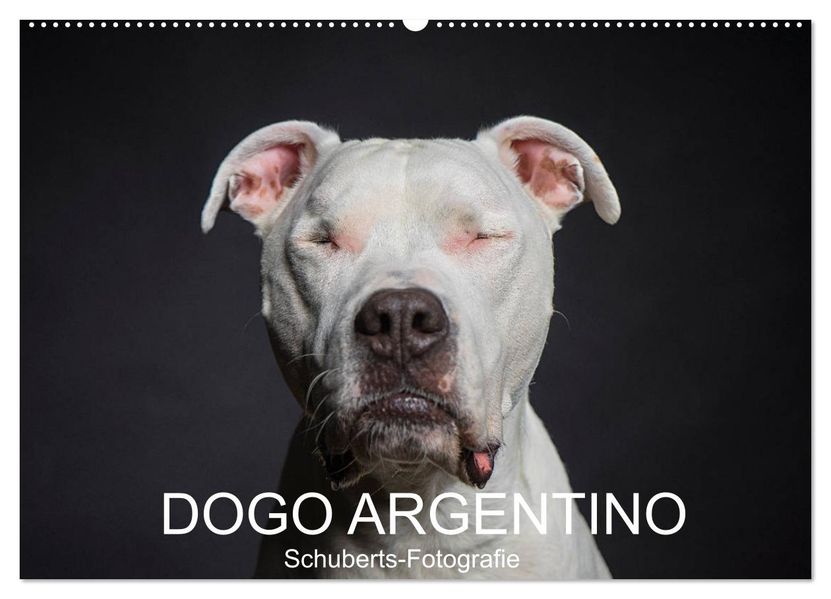 DOGO ARGENTINO (Wandkalender 2027 DIN A2 quer) CALVENDO Monatskalender