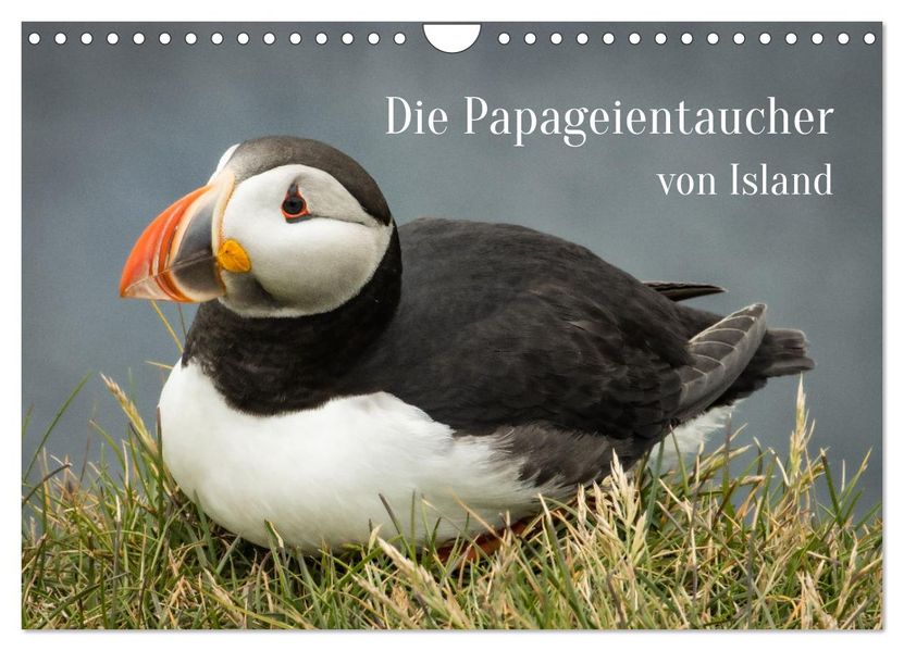 Die Papageientaucher von Island (Wandkalender 2027 DIN A4 quer) CALVENDO Monatskalender