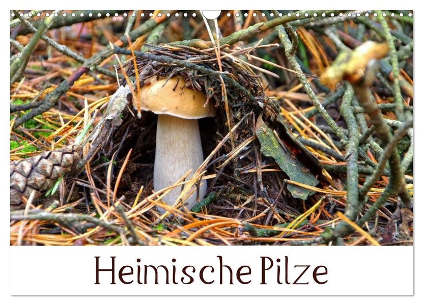 Heimische Pilze (Wandkalender 2027 DIN A3 quer) CALVENDO Monatskalender