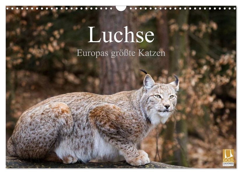 Luchse - Europas größte Katzen (Wandkalender 2027 DIN A3 quer) CALVENDO Monatskalender