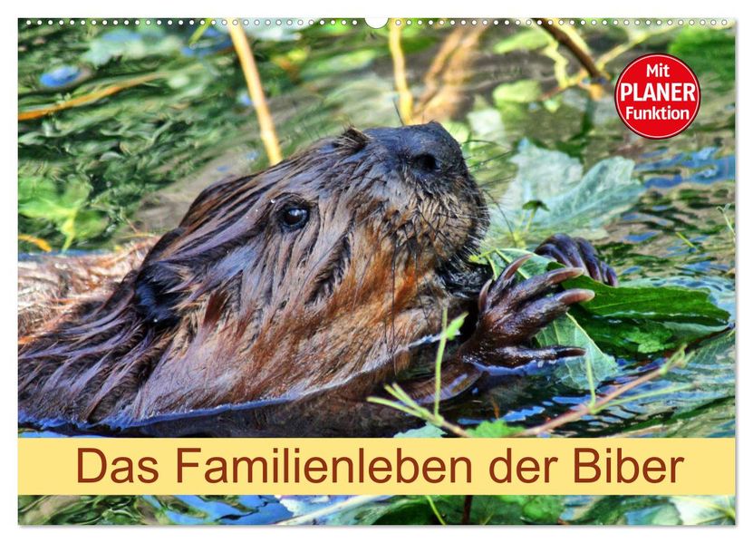 Das Familienleben der Biber (Wandkalender 2027 DIN A2 quer) CALVENDO Monatskalender