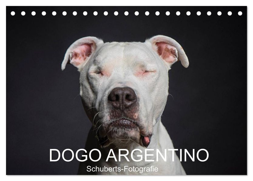 DOGO ARGENTINO (Tischkalender 2027 DIN A5 quer) CALVENDO Monatskalender
