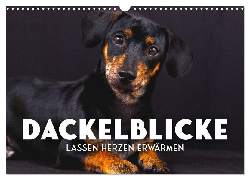 Dackelblicke - Lassen Herzen erwärmen. (Wandkalender 2027 DIN A3 quer) CALVENDO Monatskalender