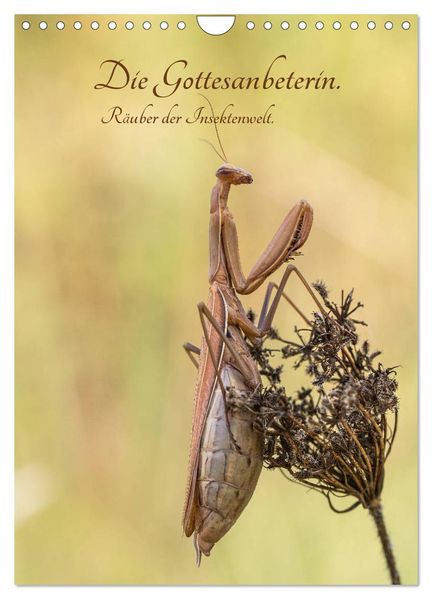 Die Gottesanbeterin. Räuber der Insektenwelt. (Wandkalender 2027 DIN A4 hoch) CALVENDO Monatskalender