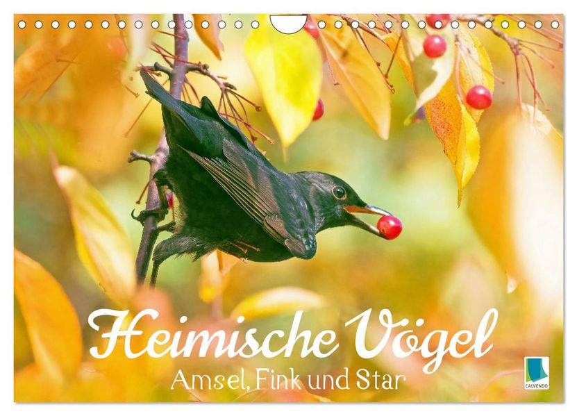 Amsel Fink und Star: Heimische Vögel (Wandkalender 2027 DIN A4 quer) CALVENDO Monatskalender