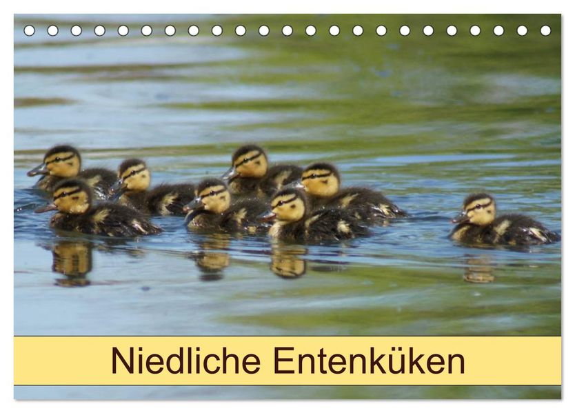 Niedliche Entenküken (Tischkalender 2027 DIN A5 quer) CALVENDO Monatskalender