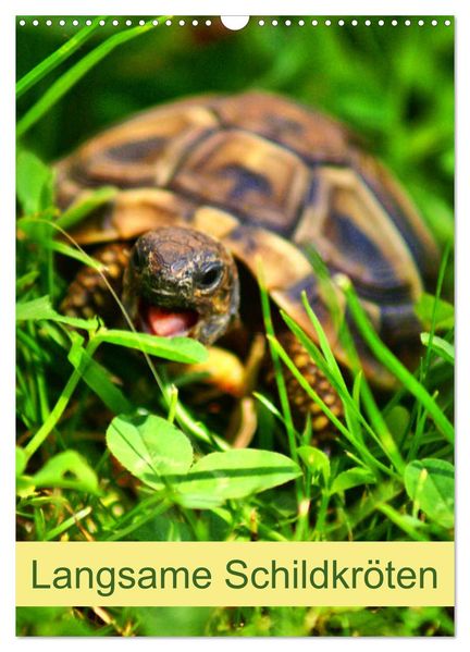 Langsame Schildkröten (Wandkalender 2027 DIN A3 hoch) CALVENDO Monatskalender