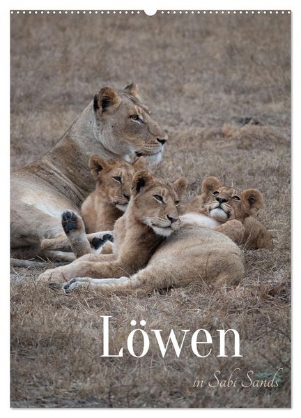 Löwen in Sabi Sands (Wandkalender 2027 DIN A2 hoch) CALVENDO Monatskalender