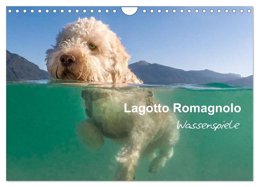 Lagotto Romagnolo - Wasserspiele (Wandkalender 2027 DIN A4 quer) CALVENDO Monatskalender