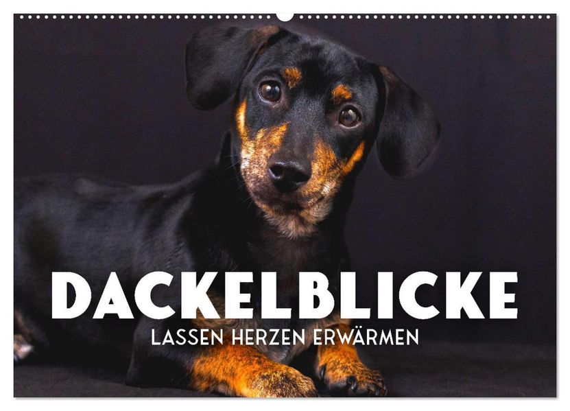 Dackelblicke - Lassen Herzen erwärmen. (Wandkalender 2027 DIN A2 quer) CALVENDO Monatskalender