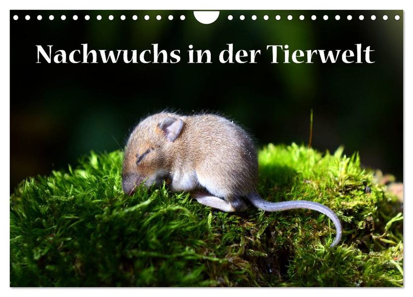 Nachwuchs in der Tierwelt (Wandkalender 2027 DIN A4 quer) CALVENDO Monatskalender