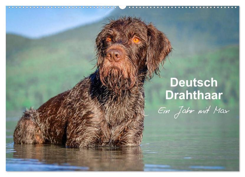 Deutsch Drahthaar - Ein Jahr mit Max (Wandkalender 2027 DIN A2 quer) CALVENDO Monatskalender
