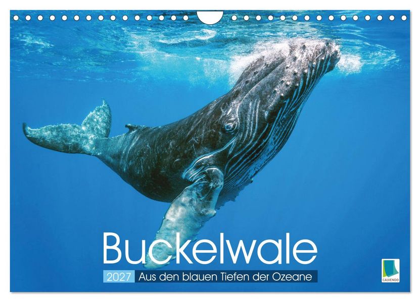 Buckelwale: Aus den blauen Tiefen der Ozeane (Wandkalender 2027 DIN A4 quer) CALVENDO Monatskalender