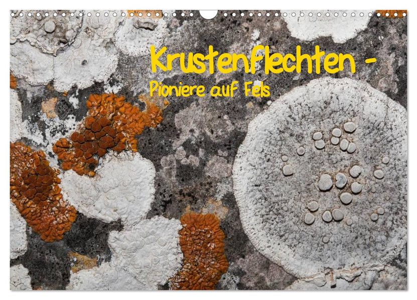 Krustenflechten - Pioniere auf Fels (Wandkalender 2027 DIN A3 quer) CALVENDO Monatskalender