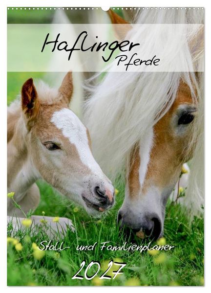 Haflinger Pferde - Stall- und Familienplaner 2027 (Wandkalender 2027 DIN A2 hoch) CALVENDO Monatskalender