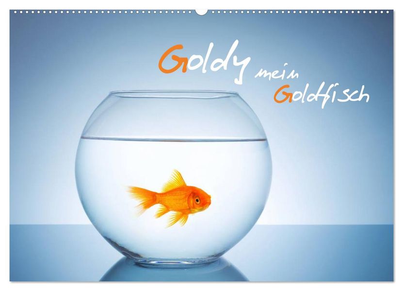 Goldy - mein Goldfisch (Wandkalender 2027 DIN A2 quer) CALVENDO Monatskalender