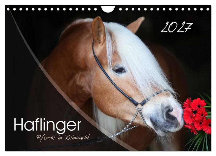 Haflinger-Pferde in Reinzucht (Wandkalender 2027 DIN A4 quer) CALVENDO Monatskalender