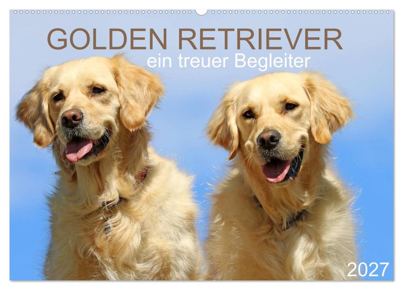 Golden Retriever ein treuer Begleiter (Wandkalender 2027 DIN A2 quer) CALVENDO Monatskalender