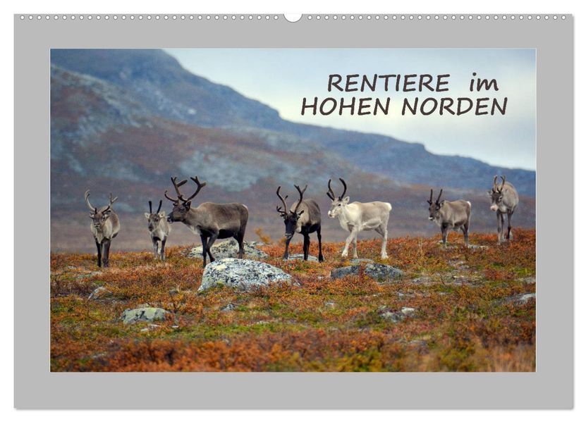 Rentiere im Hohen Norden (Wandkalender 2027 DIN A2 quer) CALVENDO Monatskalender