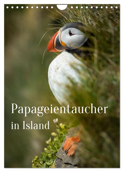 Papageientaucher in Island (Wandkalender 2027 DIN A4 hoch) CALVENDO Monatskalender