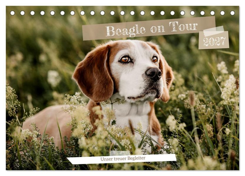 Beagle - Unser treuer Begleiter (Tischkalender 2027 DIN A5 quer) CALVENDO Monatskalender