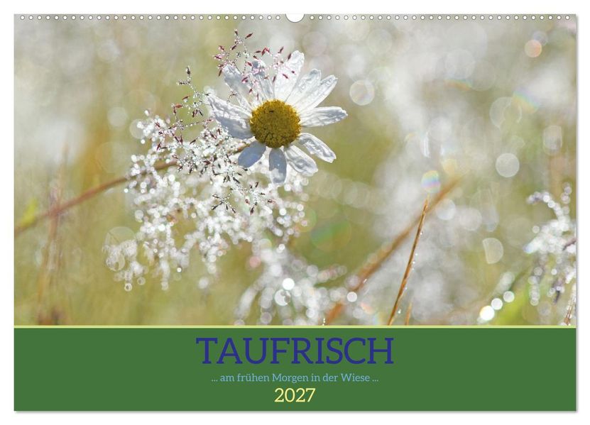 Taufrisch... am frühen Morgen in der Wiese (Wandkalender 2027 DIN A2 quer) CALVENDO Monatskalender