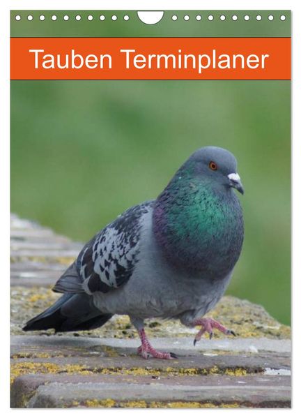 Tauben Terminplaner (Wandkalender 2027 DIN A4 hoch) CALVENDO Monatskalender