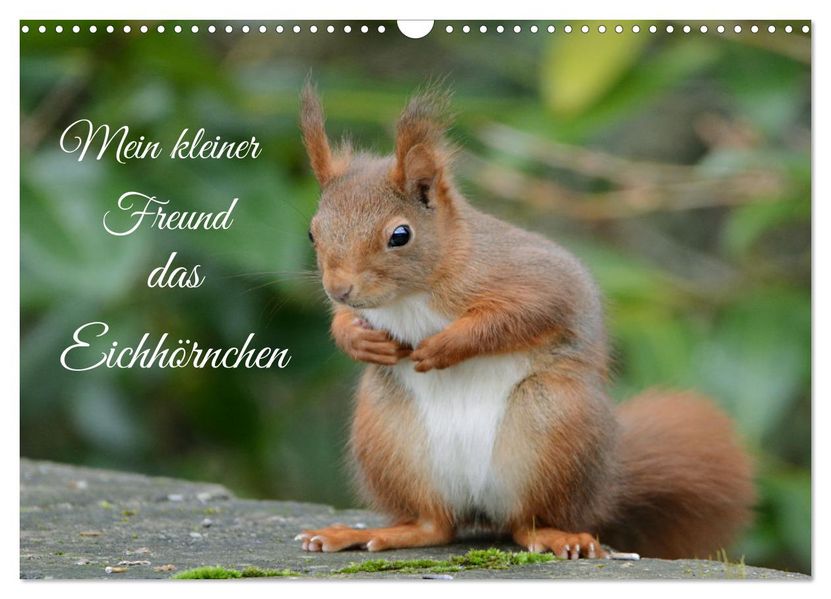 Mein kleiner Freund das Eichhörnchen (Wandkalender 2027 DIN A3 quer) CALVENDO Monatskalender