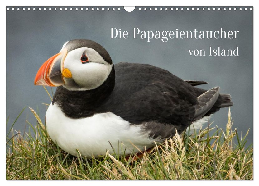 Die Papageientaucher von Island (Wandkalender 2027 DIN A3 quer) CALVENDO Monatskalender