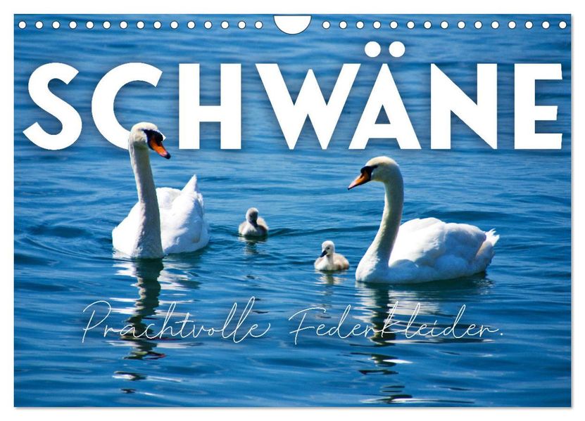 Schwäne - Prachtvolle Federkleider. (Wandkalender 2027 DIN A4 quer) CALVENDO Monatskalender
