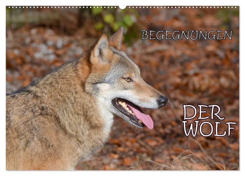 Begegnungen DER WOLF (Wandkalender 2027 DIN A2 quer) CALVENDO Monatskalender