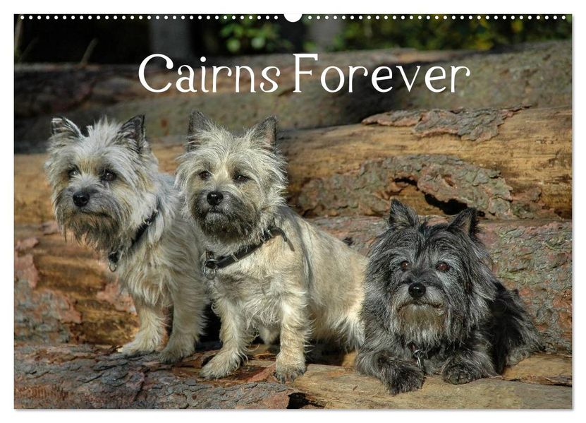 Cairns Forever (Wandkalender 2027 DIN A2 quer) CALVENDO Monatskalender