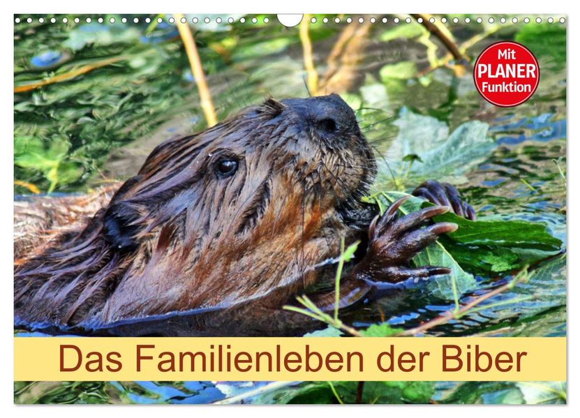 Das Familienleben der Biber (Wandkalender 2027 DIN A3 quer) CALVENDO Monatskalender