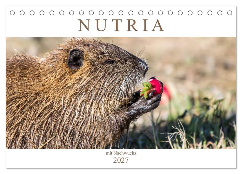 NUTRIA mit Nachwuchs (Tischkalender 2027 DIN A5 quer) CALVENDO Monatskalender