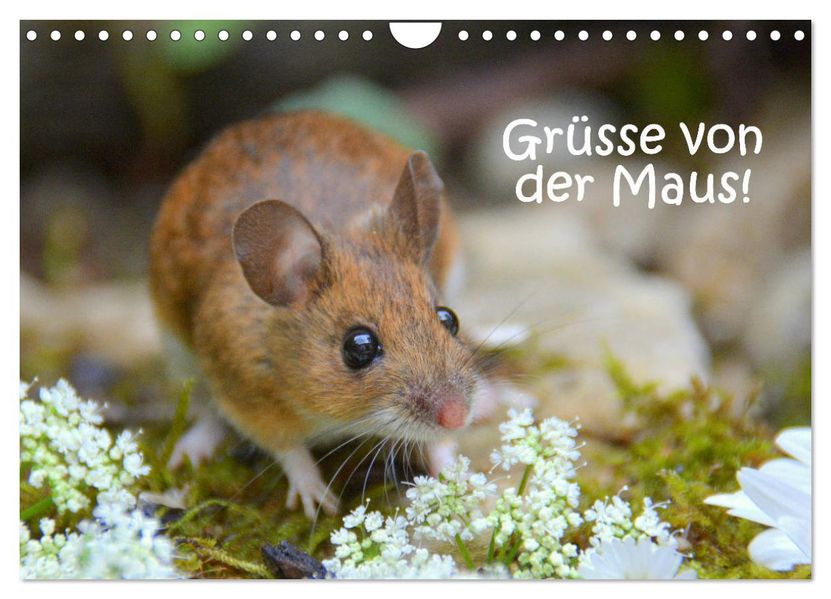 Grüsse von der Maus! (Wandkalender 2027 DIN A4 quer) CALVENDO Monatskalender