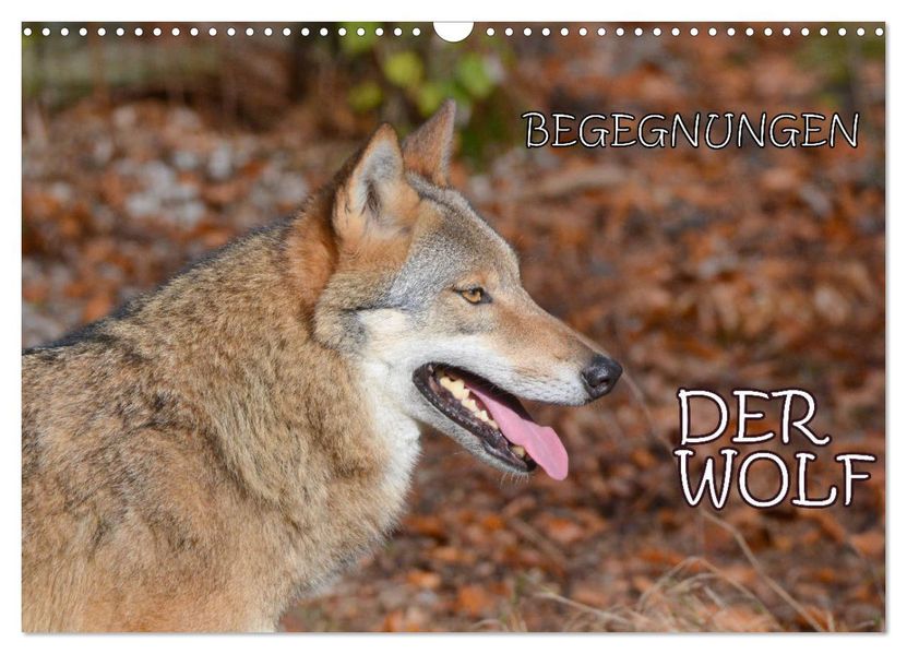 Begegnungen DER WOLF (Wandkalender 2027 DIN A3 quer) CALVENDO Monatskalender