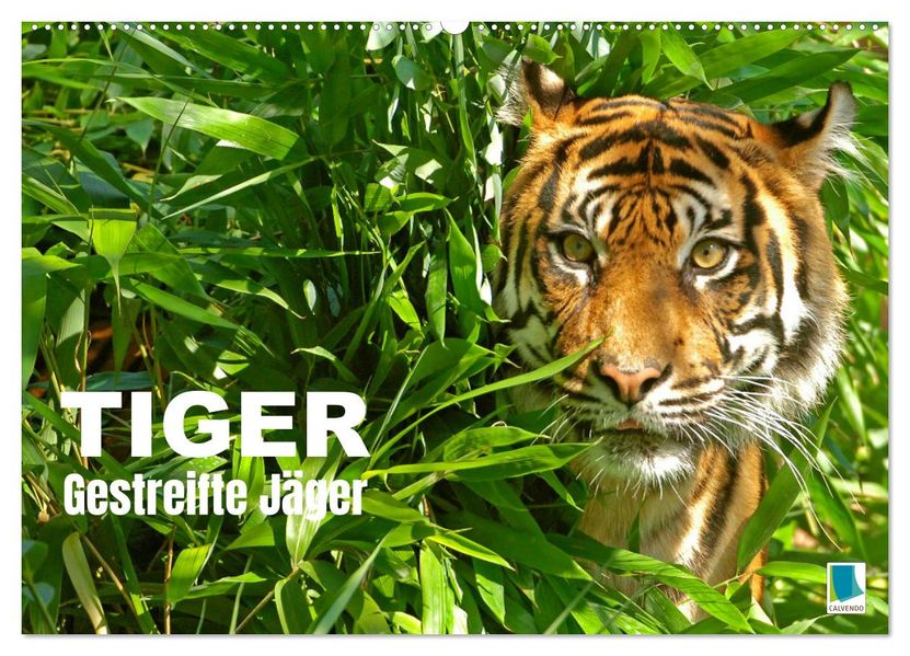 Tiger: Gestreifte Jäger (Wandkalender 2027 DIN A2 quer) CALVENDO Monatskalender