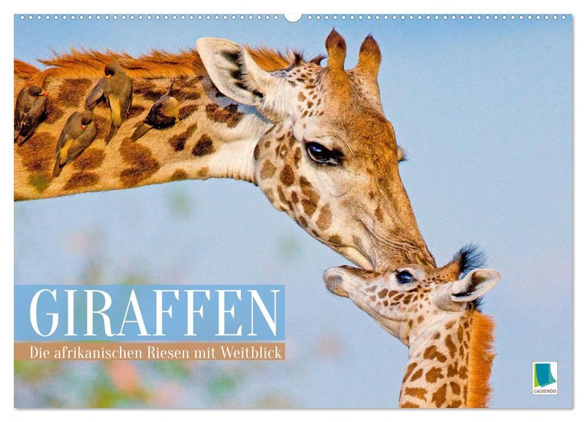 Giraffen: Die afrikanischen Riesen mit Weitblick (Wandkalender 2027 DIN A2 quer) CALVENDO Monatskalender