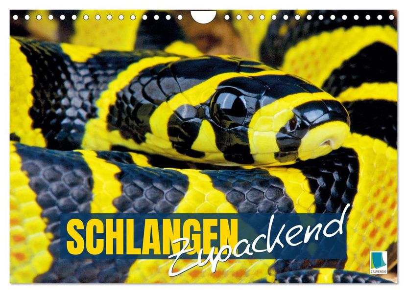 Schlangen: Zupackend (Wandkalender 2027 DIN A4 quer) CALVENDO Monatskalender