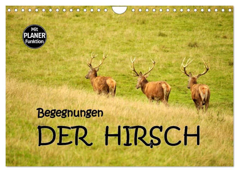 Begegnungen. DER HIRSCH (Wandkalender 2027 DIN A4 quer) CALVENDO Monatskalender