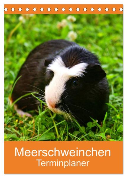 Meerschweinchen Terminplaner (Tischkalender 2027 DIN A5 hoch) CALVENDO Monatskalender