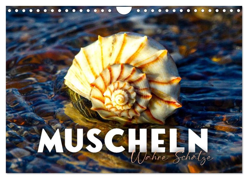 Muscheln - Wahre Schätze (Wandkalender 2027 DIN A4 quer) CALVENDO Monatskalender