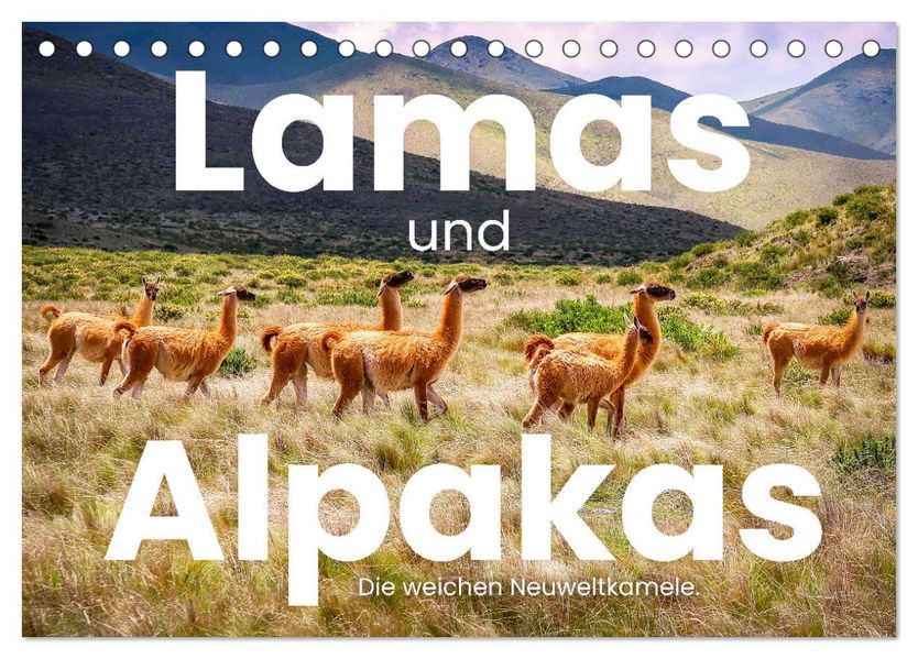 Lamas und Alpakas - Die weichen Neuweltkamele. (Tischkalender 2027 DIN A5 quer) CALVENDO Monatskalender