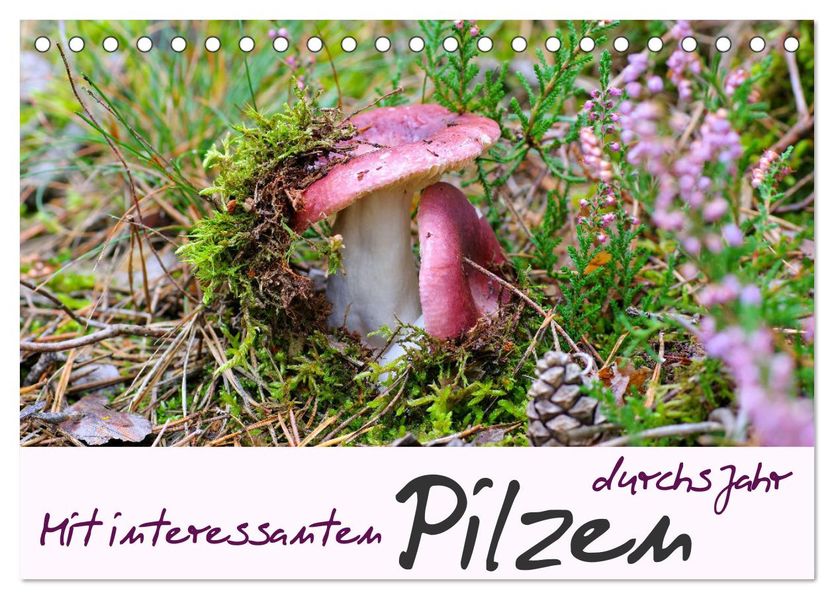 Mit interessanten Pilzen durchs Jahr (Tischkalender 2027 DIN A5 quer) CALVENDO Monatskalender